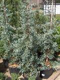 Blue Ice Arizona Cypress / Cupressus glabra ‘Blue Ice’